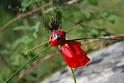 la  danseuse rouge 